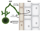 Communication processes in AM symbiosis