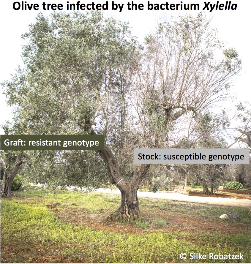 Olive tree infected with Xylella